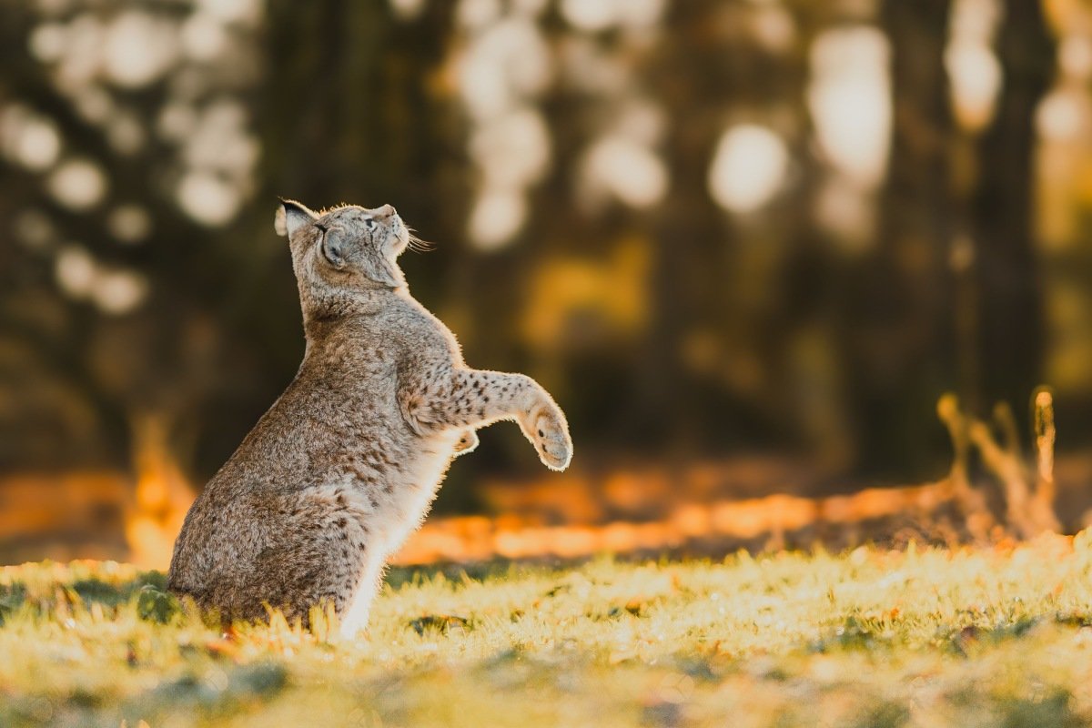 A bobcat jumping against a wooded background