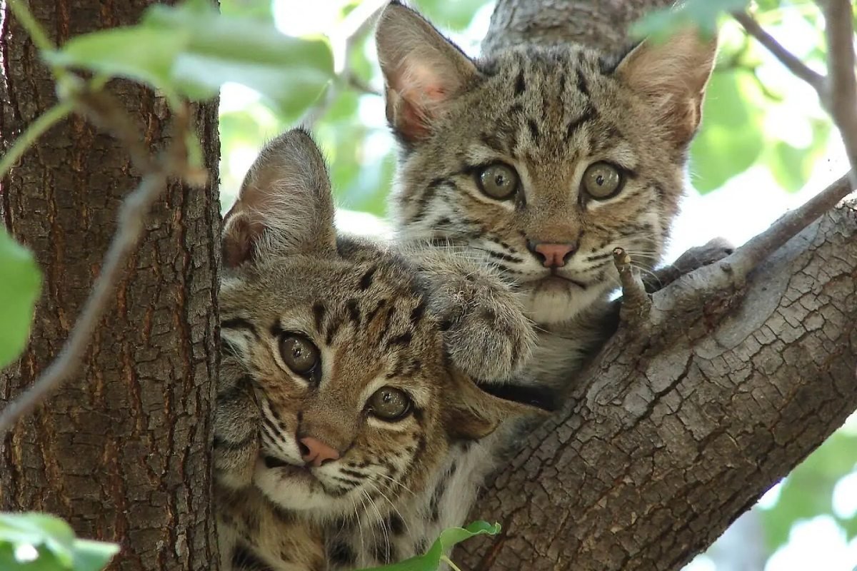 Two bobcat kittens sitting in a tree