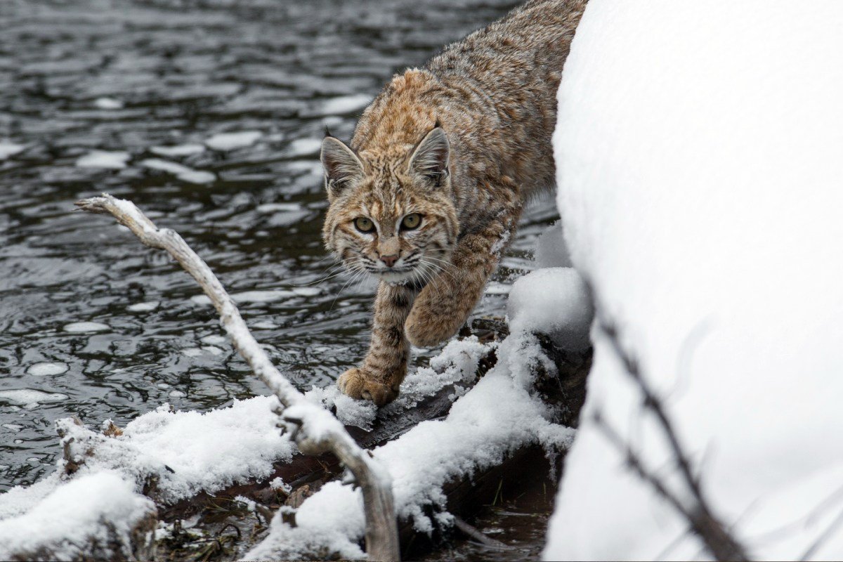 A bobcat growling with its head lowered