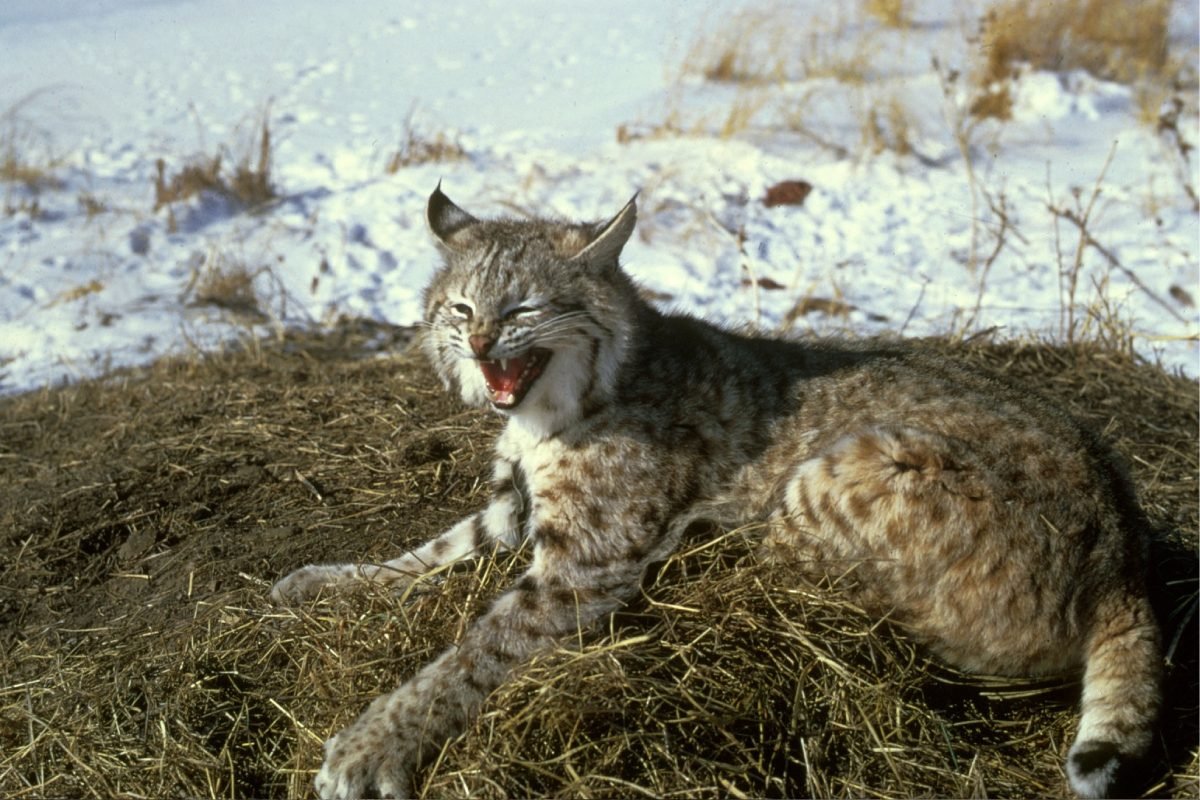 A bobcat hissing with ears flattened back