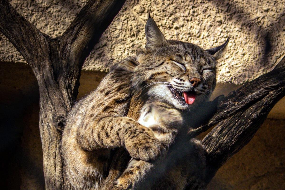 A bobcat in a tree with its mouth open