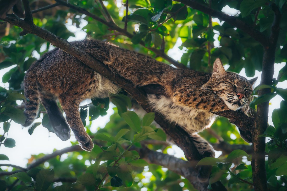 A relaxed bobcat resting in a tree