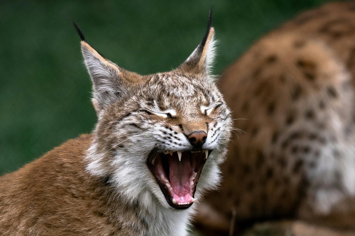 A close-up of a bobcat with its mouth open