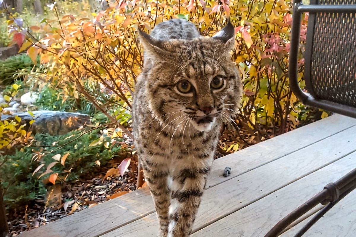 A bobcat yowling with its head raised