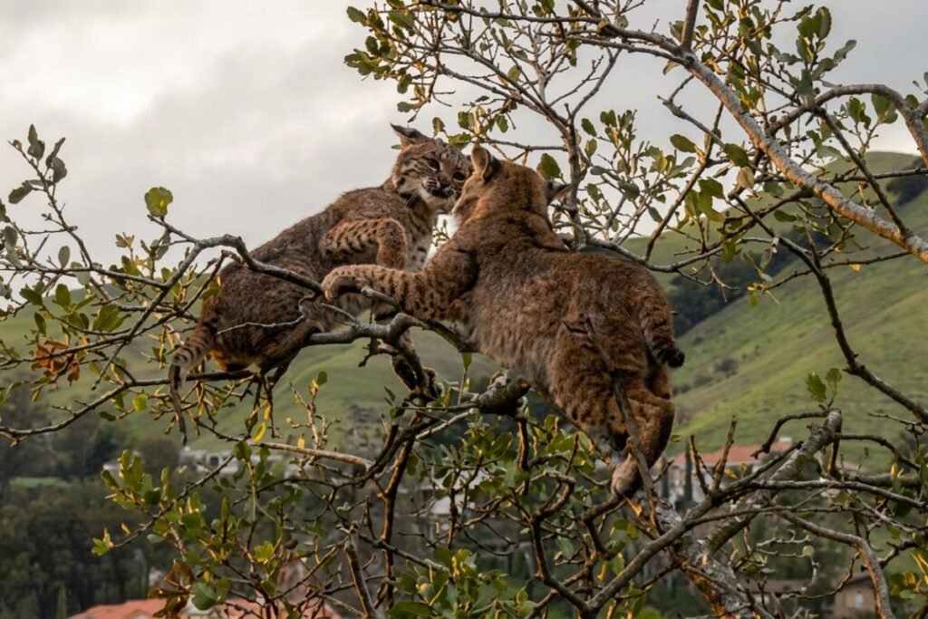 Two bobcats snarling and fighting in a tree