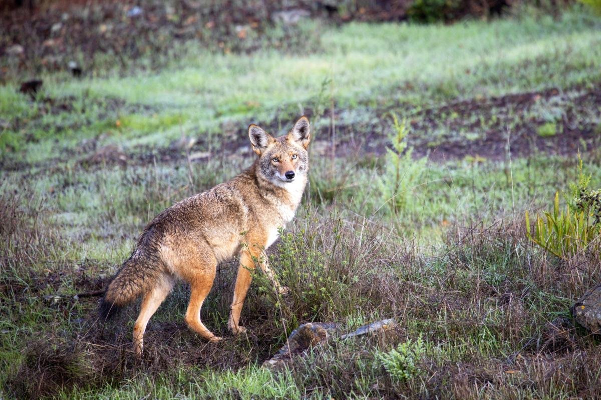 An alert coyote with ears forward, watching for danger