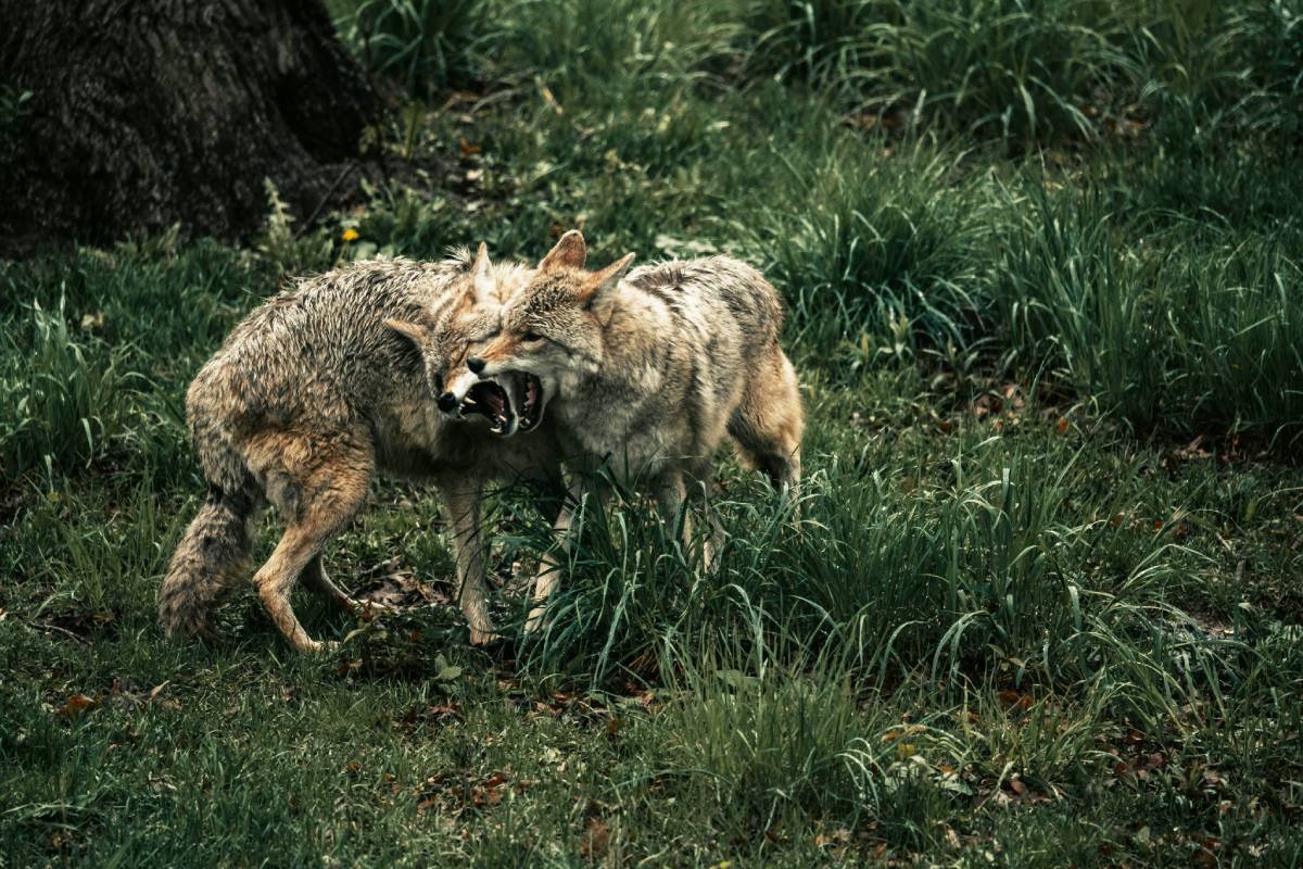 A coyote barking in a defensive posture