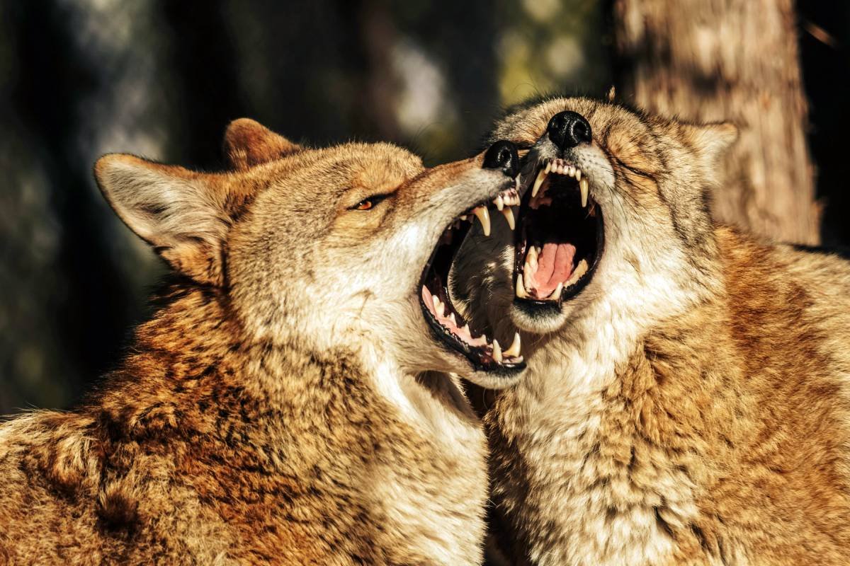 A close view of a coyote growling with teeth bared