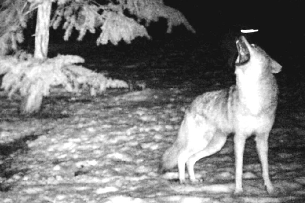A coyote howling with its head raised at dusk