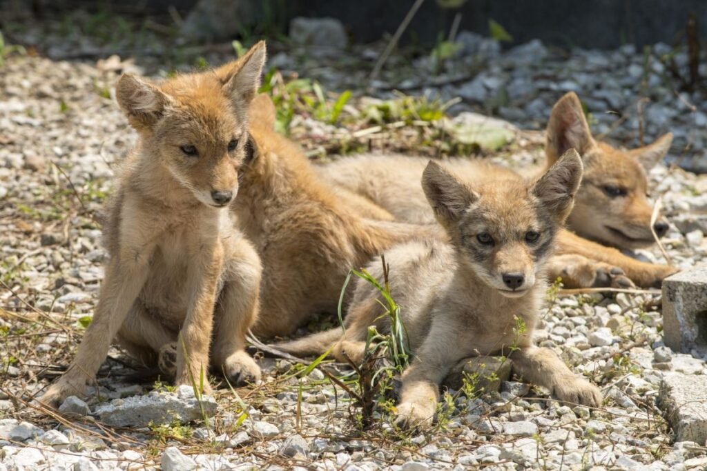 Coyote pups whining near the den