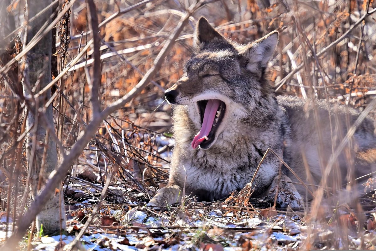 A coyote with its mouth wide open mid-scream