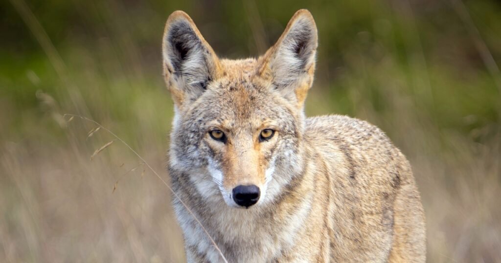 A coyote standing alert in open grassland