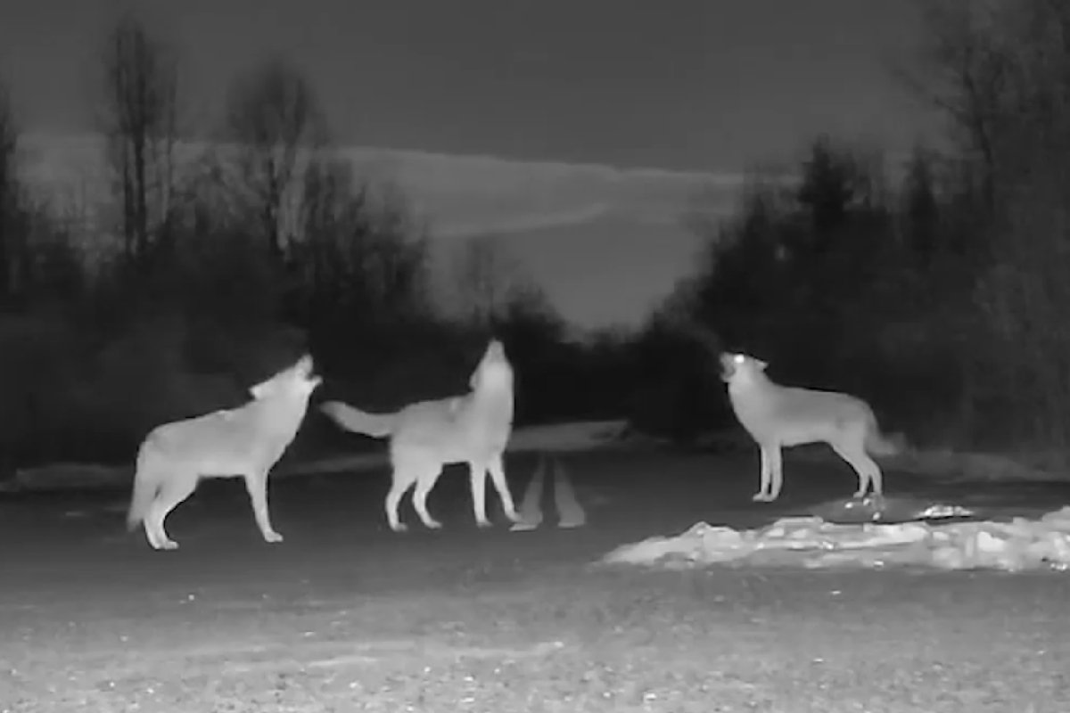 Coyotes yipping together as part of a group chorus