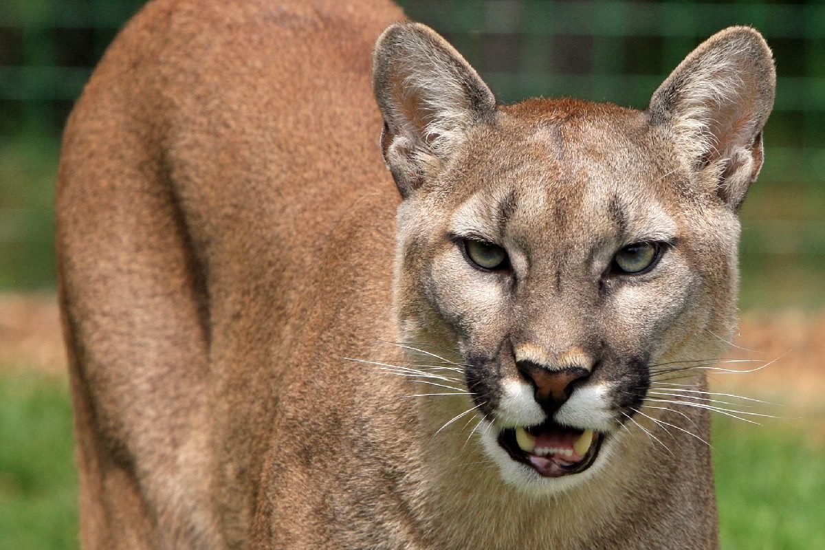A mountain lion calling with its mouth slightly open