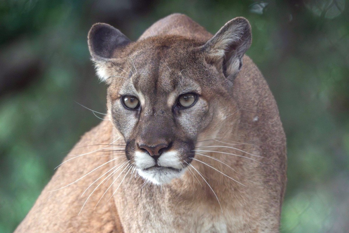 A mountain lion growling with its head lowered