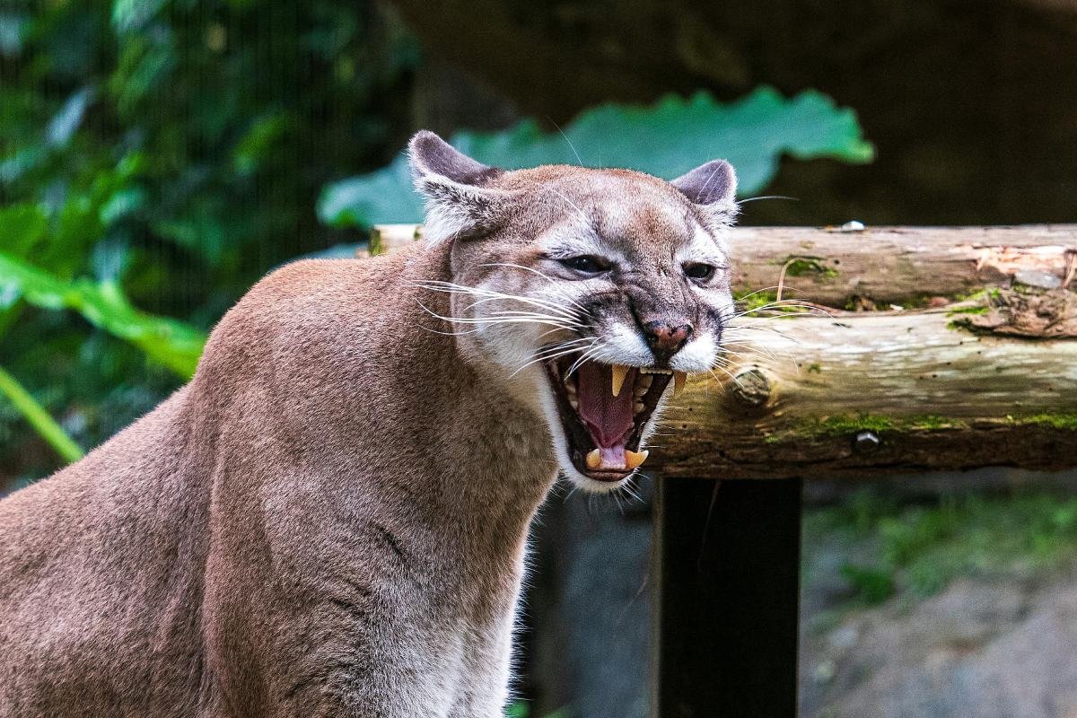 A mountain lion hissing with ears flattened