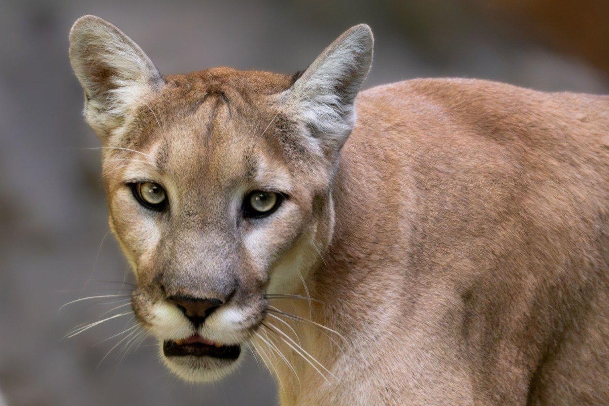 A mountain lion with its mouth open