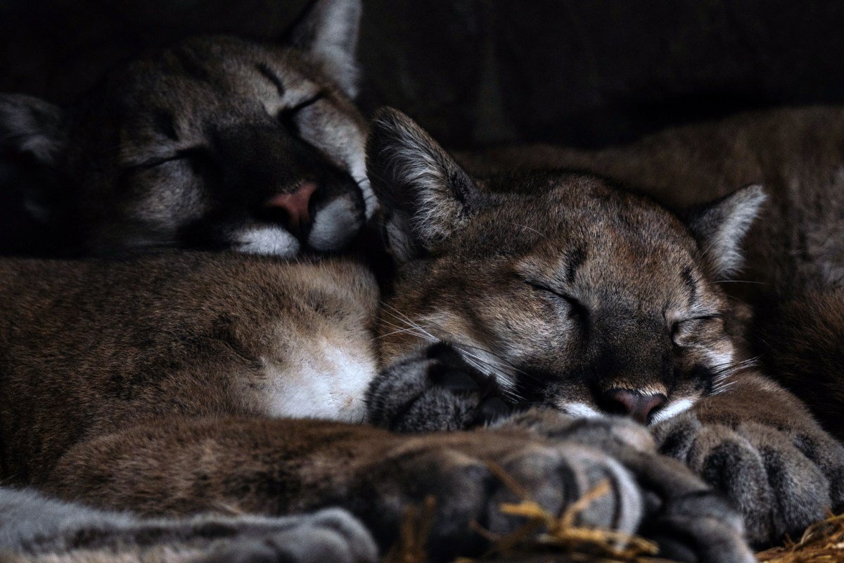 Two mountain lions resting