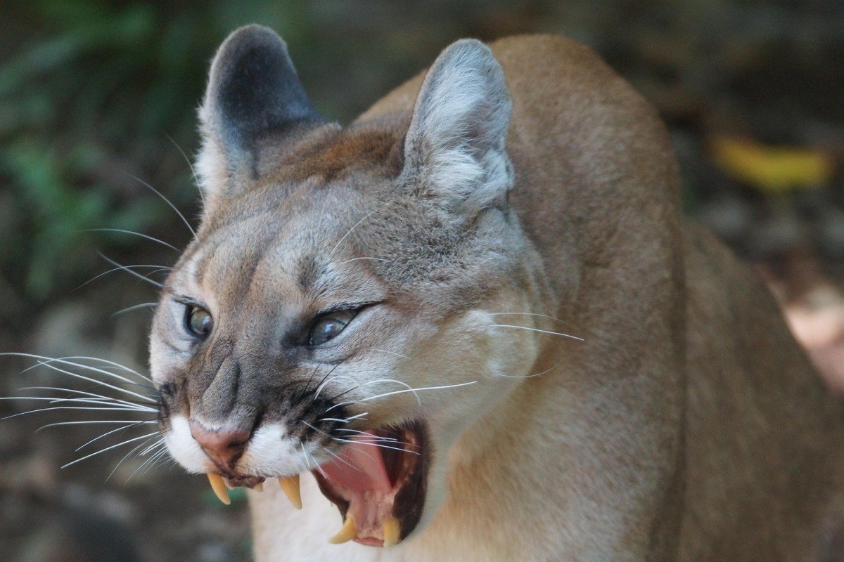 A mountain lion screaming with its mouth wide open