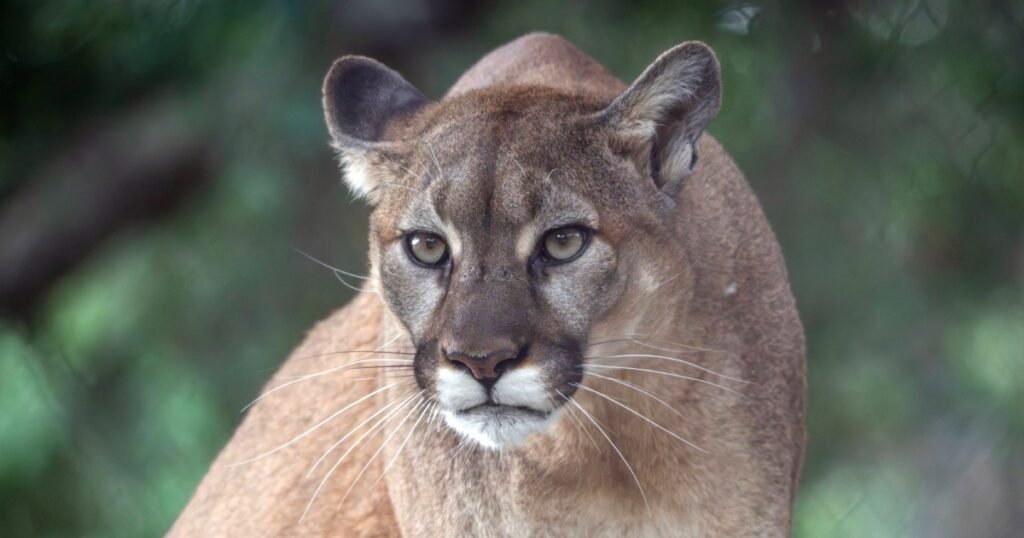A mountain lion standing alert on rocky ground