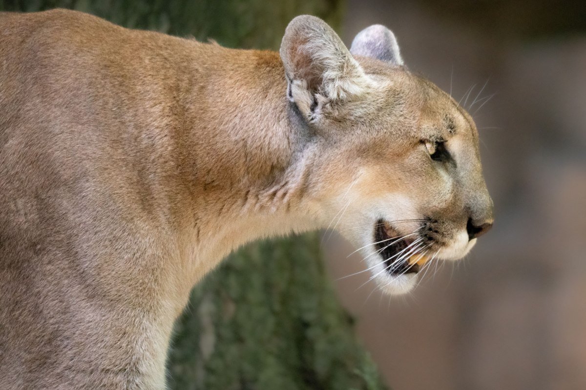 A mountain lion calling out across open country